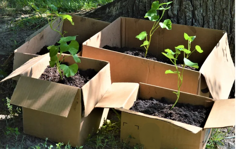 Don’t Throw Those Amazon Boxes Away