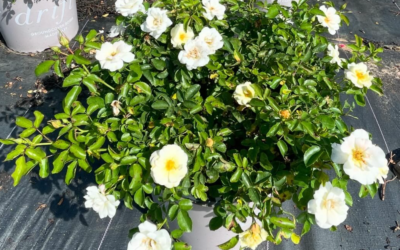 The Ultimate Guide to Growing and Caring for Knockout Roses