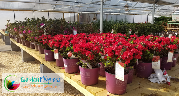 Elegant garden pottery and large pots at Stokley Garden Express in Semmes & Mobile, Alabama.